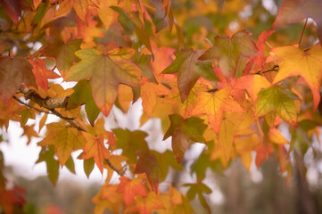 abstract background of autumn leaves autumn background, beautiful fall landscape on autumn yellow red and brown in fall months