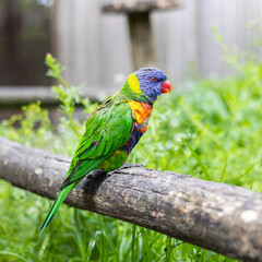 The Rainbow Lorikeet (Trichoglossus haematodus) is a species of bird in the parrot family (Psittacidae) distributed by New Guinea, Indonesia, Timor, Vanuatu, Solomon Islands