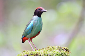 green and red vented bird standin gon mossy ground durin passage trip in Thailand, hooded pitta