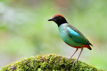 proud green bird perching on mossy stand in soft environment, hooded pitta