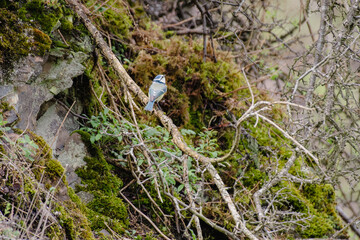 blue tit on a branch in a rocky hill
