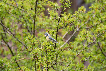 blue tit, cyanistes caeruleus in a tree