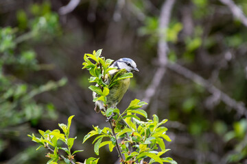 bleu tit, cyanistes caeruleus, in top of a tree