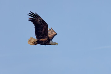 The Bald eagle (Haliaeetus leucocephalus) in flight