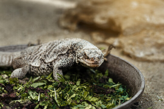 echse in einer Schale mit gr&uuml;nen bl&auml;ttern im zoo bei sonnenschein