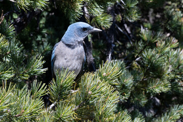 A mexican jay bird in an Arizona tree