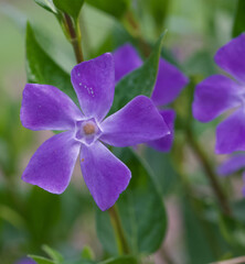 Obraz premium Beautiful close-up of a vinca major flower