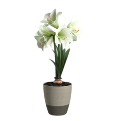 white flower in a pot on transparent background PNG file