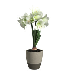 white flower in a pot on transparent background PNG file
