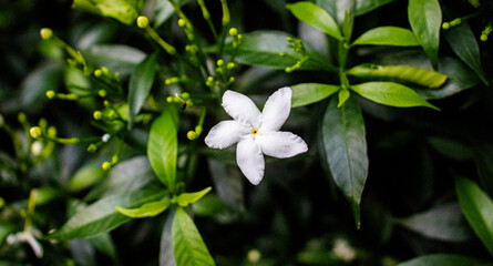white flower in the garden