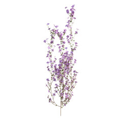 3d render illustration clematis tree falling vines isolated