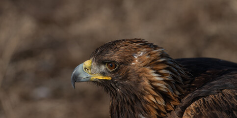 Close-up of the head of a golden eagle