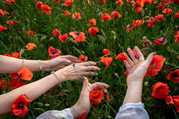 mani di donna che accarezzano fiori e erba in un campo di papaveri - obrazy, fototapety, plakaty