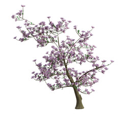 3d render magnolia tree pink leaves isolated