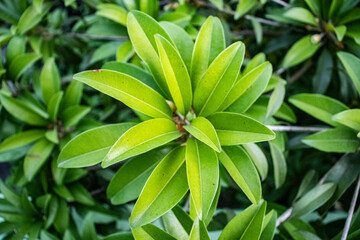 Obraz premium leaves in the garden