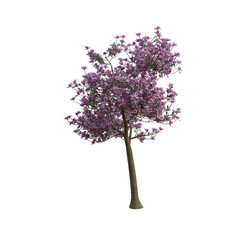 3d render magnolia tree pink leaves isolated