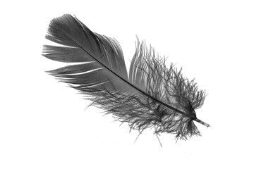 black goose feather on a white isolated background