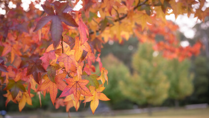 abstract background of autumn leaves autumn background, beautiful fall landscape on autumn yellow red and brown in fall months