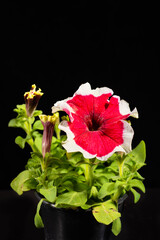 Red-white petunia flower. Close-up, on a black background. With a lot of small details.