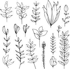 Hand-drawn botanica leaf collection, botanical leaf bud illustration color page, natural flower drawings, wildflower vector illustration, botanical doodle arts. floral doodle sketch ink illustration.