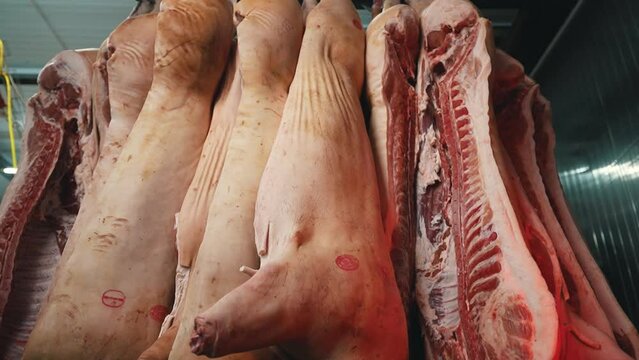 Butchered Beef Carcasses Hang In Shop Waiting For Further Processing And Slicing. Modern Slaughterhouse. Meat Cutting Workshop. Industrial Meat Processing Plant Factory