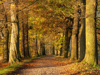 Avenue of Oak Trees in Autumn