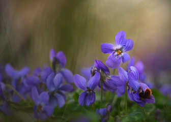 Fototapeta na wymiar Veilchen - Viola adorata in spring