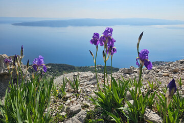 Wild Iris illyrica growing along hiking trail in Biokovo Nature Park above Makarska riviera in...