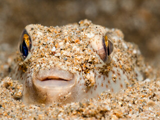 Cute pufferfish hiding in the sand © Sakis Lazarides