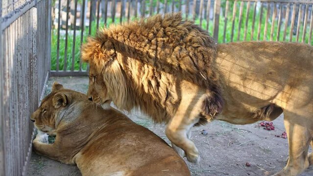 The lion takes care of the lioness. mating period.