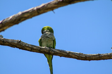 green parrot