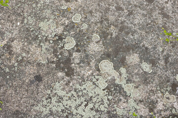 Green moss on the rock.