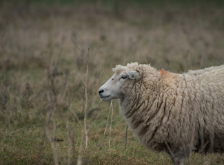 Naklejka premium sheep in the field