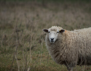 sheep in the field