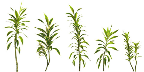 Fototapeta na wymiar 3d illustration of set dracaena reflexa plant isolated on transparent background