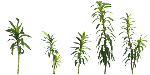 3d illustration of set dracaena reflexa plant isolated on transparent background