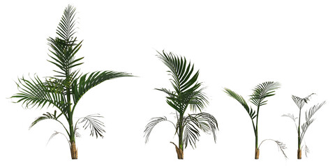 Fototapeta na wymiar 3d illustration of set areca palm plant isolated on transparent background