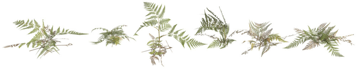 3d illustration of set pteris tremula plant isolated on transparent background human's eye view