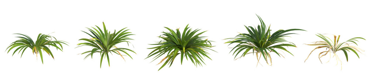 3d illustration of set setaria palmifolia plant isolated on transparent background human's eye view