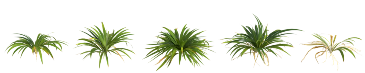 Tuinposter Monstera 3d illustration of set setaria palmifolia plant isolated on transparent background human's eye view