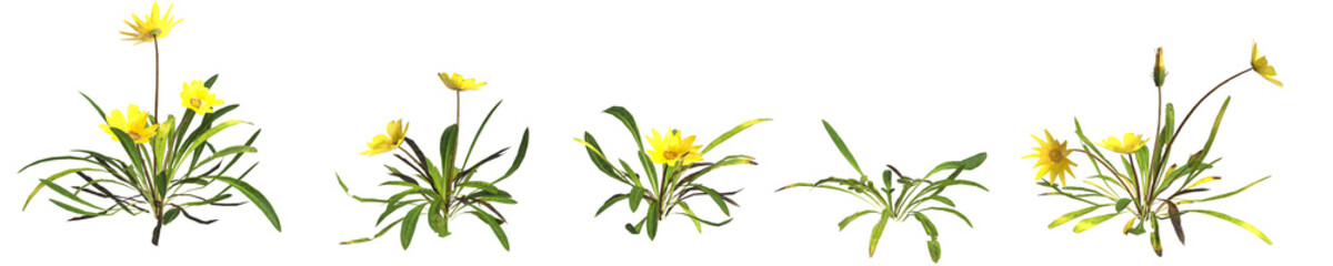 3d illustration of set gazania linearis plant isolated on transparent background human's eye view