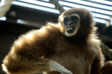 シロテテナガザル