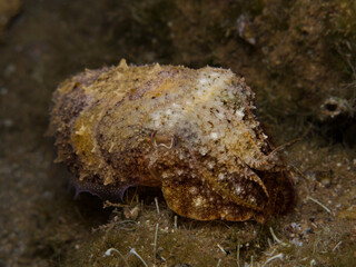 Squid Sepia officinalis from Cyprus, Mediterranean Sea 