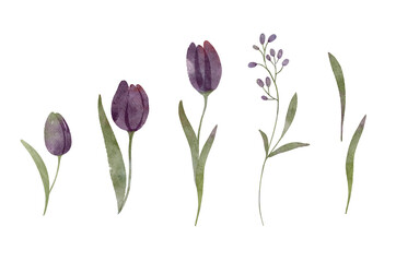 Botanic illustration isolated on white background. Set watercolor elements of spring tulips flowers collection garden, twig, leaves.