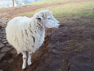 The Coridel sheep breed stands alone on the farm. It is a quadruped that chews the cud and feeds on...