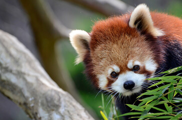 レッサーパンダ