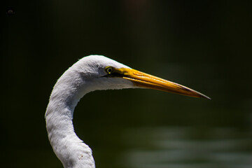 great blue heron ardea cinerea