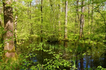 Naklejka premium Wetland swamp in Krakov forest in Dolenjska, Slovenia with pedunculate oak (Quercus robur) tree and aquatuc plants in the water