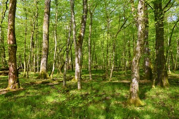 Old growth Krakow forest with pedunculate oak (Quercus robur) and common hornbeam trees (Carpinus betulus) in Dolenjska, Slovenia