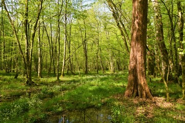 Fototapeta premium Old growth wetlands Krakov forest with standing dead tree or snag in Dolenjska, Slovenia